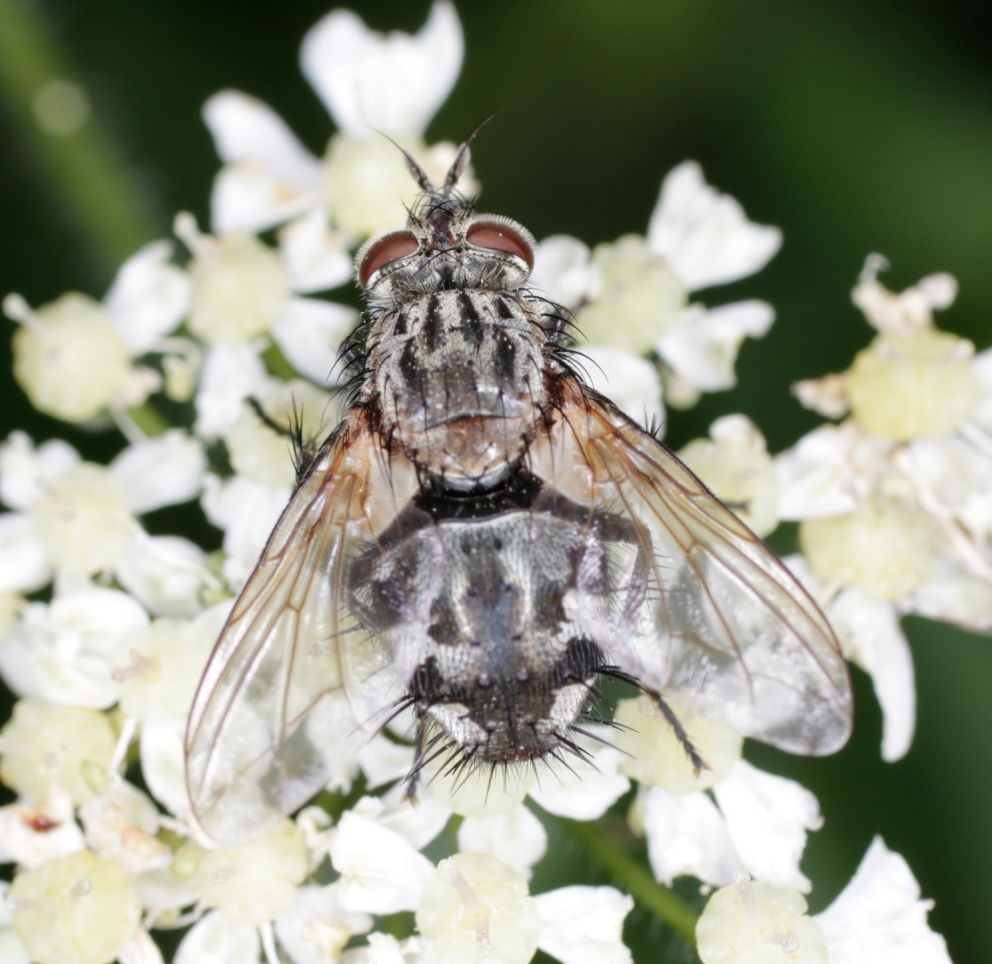 Tachinidae: Linnaemya sp.